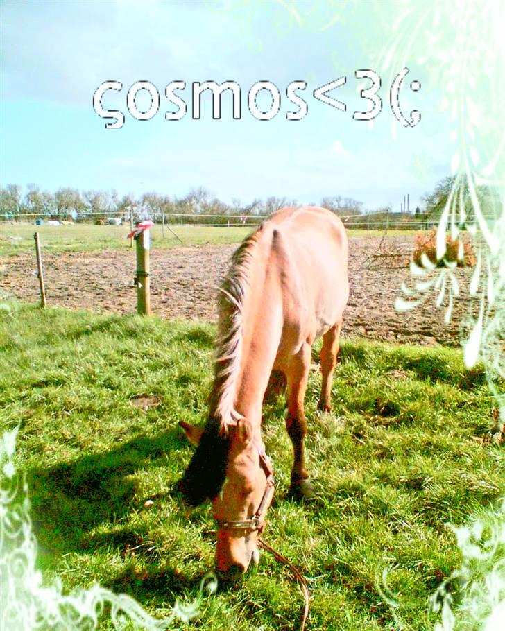 Anden særlig race Cosmos solgt  billede 18