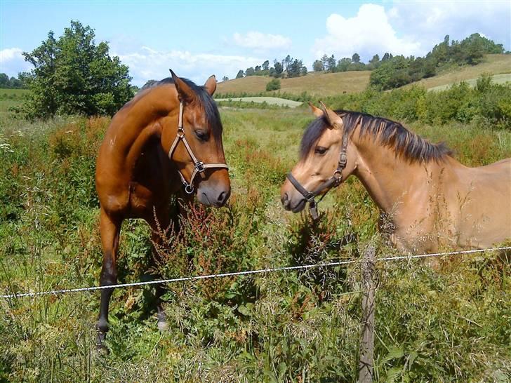 Anden særlig race Cosmos solgt  billede 19