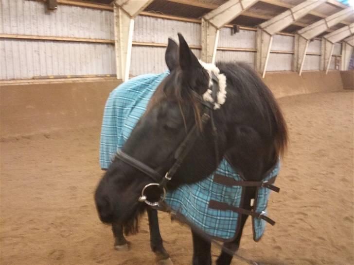 Dansk Varmblod Piaff R.I.P - 9) billede 9