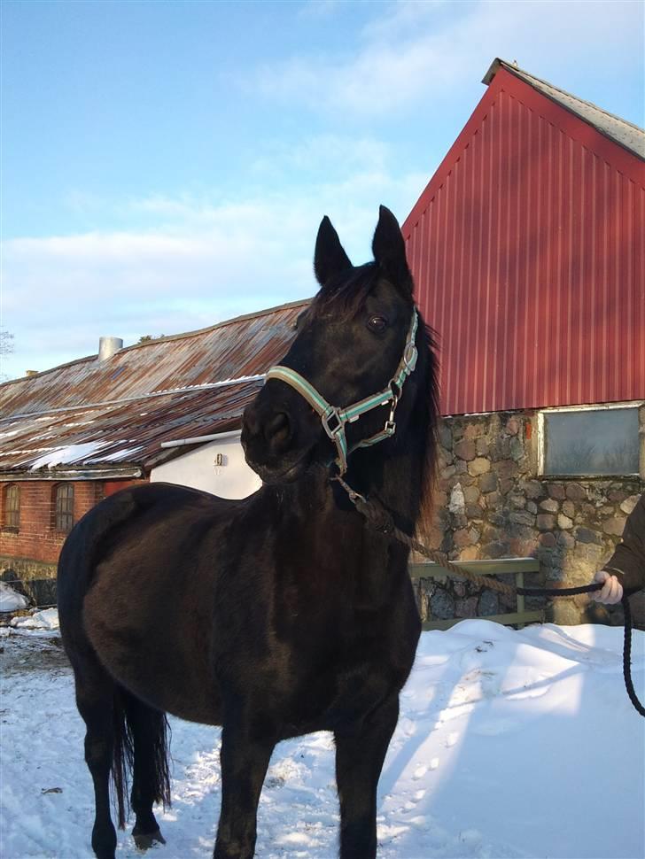 Dansk Varmblod Piaff R.I.P - 10) Haffelaffen i sneen :) billede 10