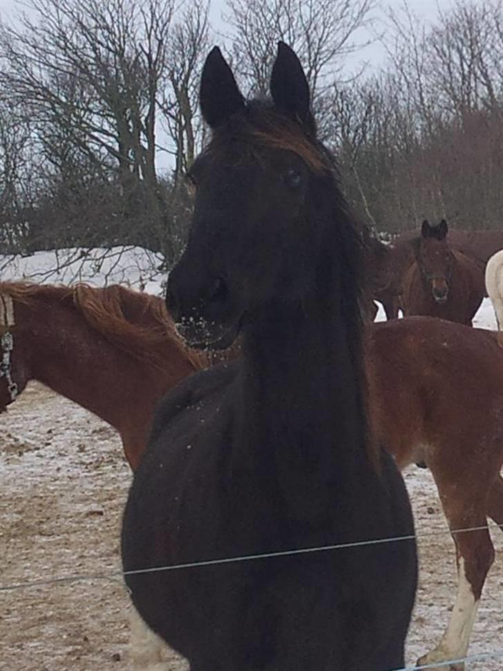 Dansk Varmblod Piaff R.I.P - 12) billede 12