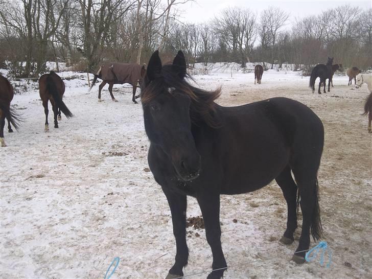 Dansk Varmblod Piaff R.I.P - 13) billede 13