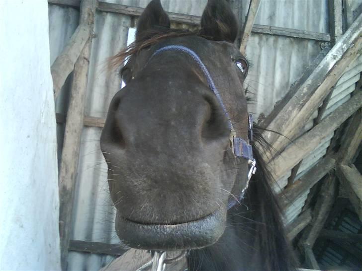 Dansk Varmblod Piaff R.I.P - 16) Den skønne hests mule :) billede 16