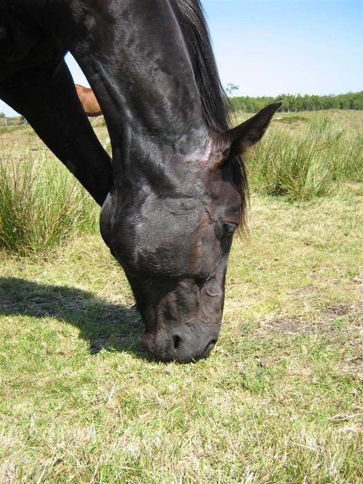 Dansk Varmblod Piaff R.I.P - 19) billede 19