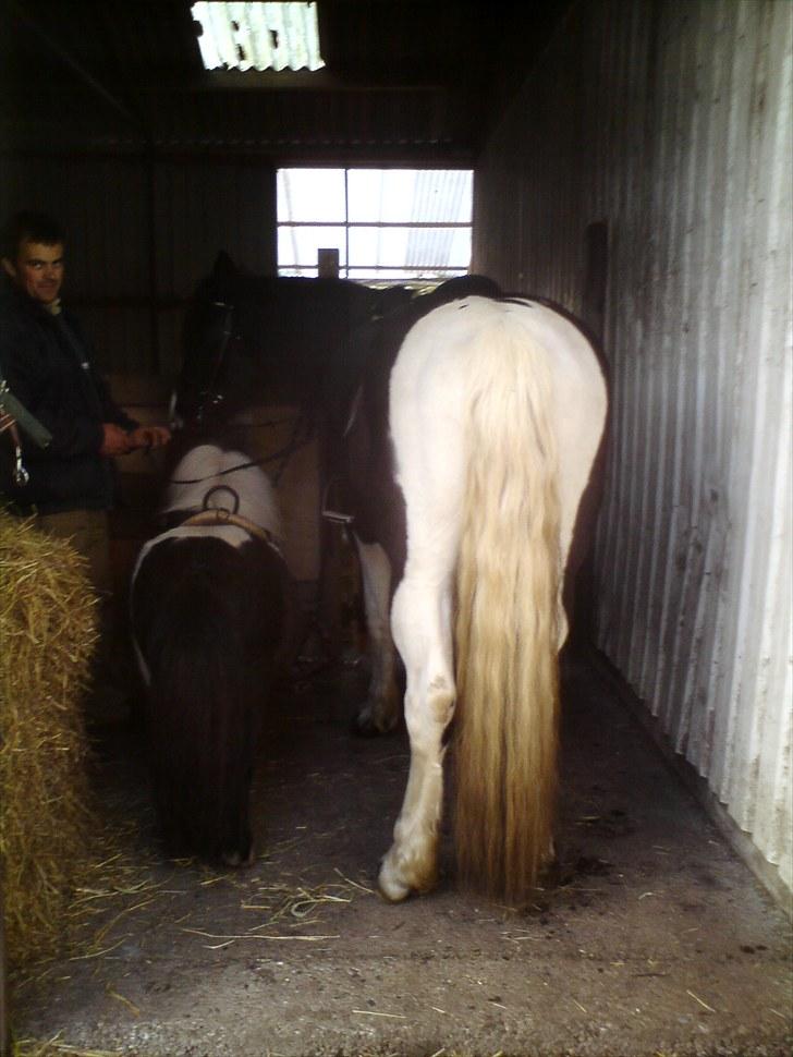 Barockpinto Aranka* RIP* - Pot og pande billede 3