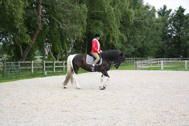 Barockpinto Aranka* RIP* - Se hvor fint lillehesten kan gå billede 4