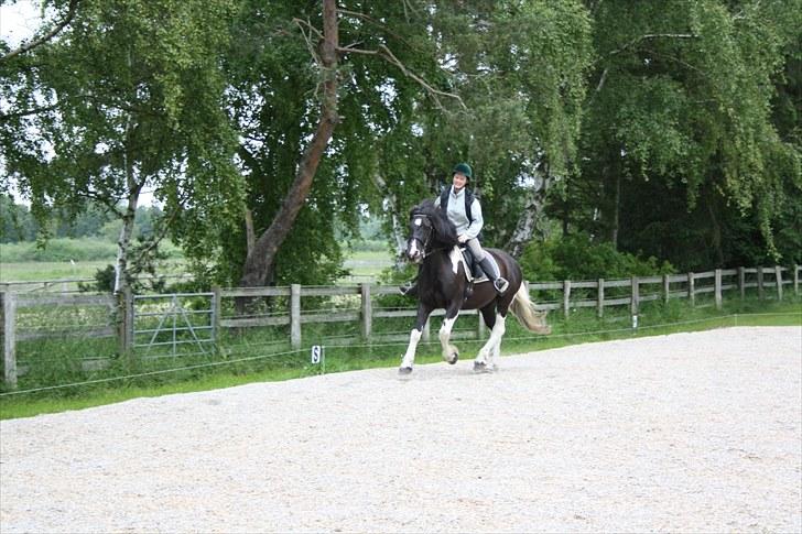 Barockpinto Aranka* RIP* - Nu også med galop billede 6