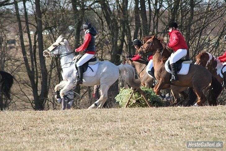 Anden særlig race WILD SECRET. BLINKENDE STJERNE - baby jagt - 2011 -  Viljen til at ville, skaber evnen til at kunne. .. billede 7