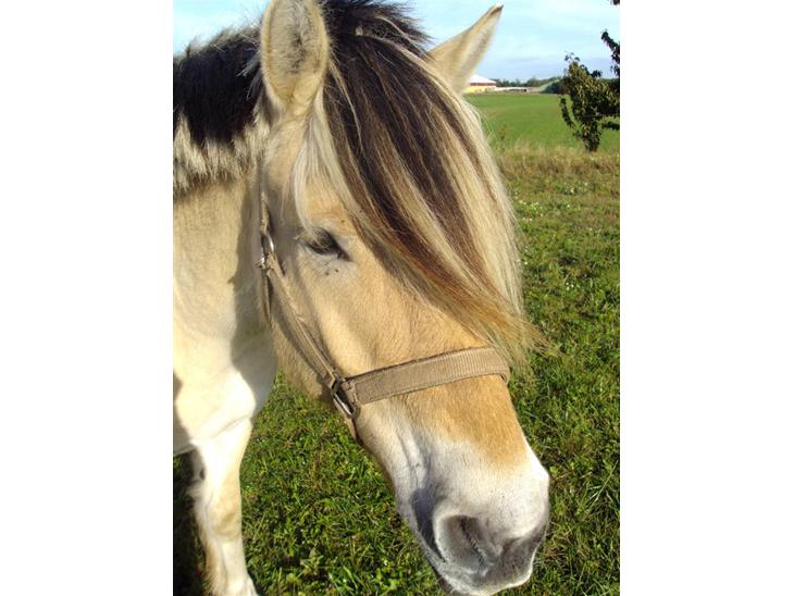 {{currentPhoto.altText}} billede {{currentPhoto.number}}