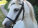 Welsh Pony (sec B) Korreborg's Gazella død