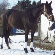 Dansk Varmblod Mindegårdens LaminaSOLGT