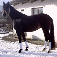 Dansk Varmblod Mindegårdens LaminaSOLGT