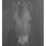 Fjordhest Tulstruplund's Luna †DØD†