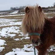 Shetlænder ll. juulgaards Shakira