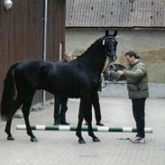 Trakehner Barduc  (SOLGT)