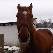 Frederiksborg Zeus *SOLGT*