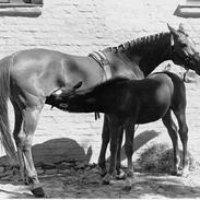 Frederiksborg Zeus *SOLGT*