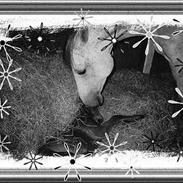 Anden særlig race Mon Cherie R.I.P.