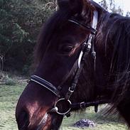 Traver Unique "Solgt"