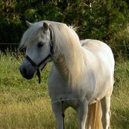 Anden særlig race Peter