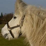 Anden særlig race Peter