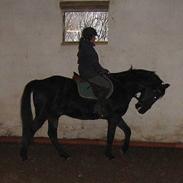 Anden særlig race Snip - solgt