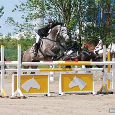 Dansk Varmblod Roselundens Abu (SOLGT)