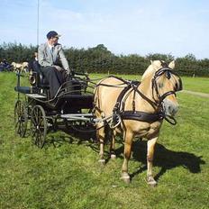 Fjordhest Enghavegårds Fenja