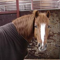 Anden særlig race Buster (Solgt)