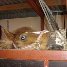 Anden særlig race Buster (Solgt)