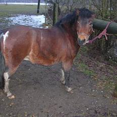 Anden særlig race pippi