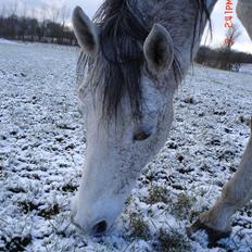 Anden særlig race Mon Cherie R.I.P.