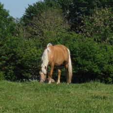 New Forest Stegstedgårds Frida