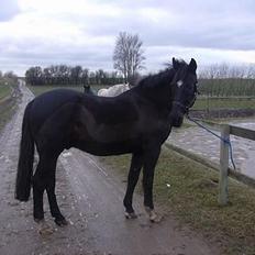 Anden særlig race Kansas Stidsbjerg R.I.P