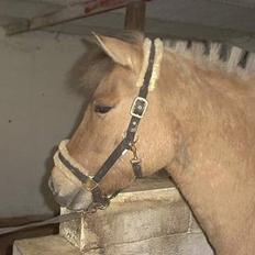 Anden særlig race Dusty (solgt)