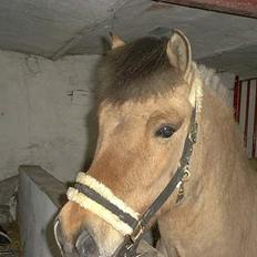 Anden særlig race Dusty (solgt)