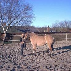 Anden særlig race Dusty (solgt)