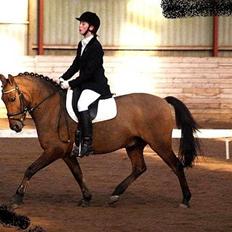 Anden særlig race Lukas Bathalomæus - Solgt