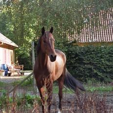 Traver Asscoba (D) [Himmelhest]