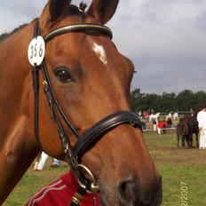 Dansk Varmblod Rondo Quintus, Solgt, R.I.P.