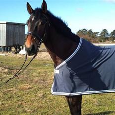 Hannoveraner R.I.P GRAFAS <3 miss u 