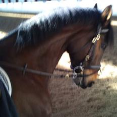 Hannoveraner R.I.P GRAFAS <3 miss u 