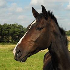 Dansk Varmblod | Decibell Shabér