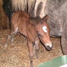 DSP Ahorns Mia Donna