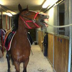 New Forest Miss Potter <3