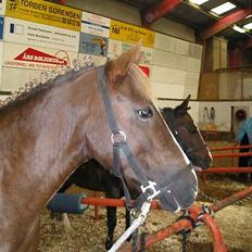 Anden særlig race Muskas *Død*