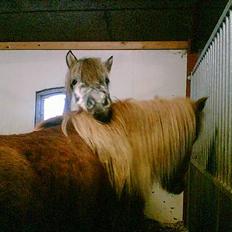 Islænder Djásn fra Skardi