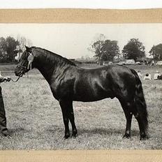 New Forest Eskebæks Miranda*RIP*