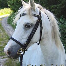 Welsh Pony (sec B) Korreborg's Gazella død