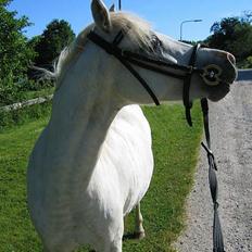 Welsh Pony (sec B) Korreborg's Gazella død